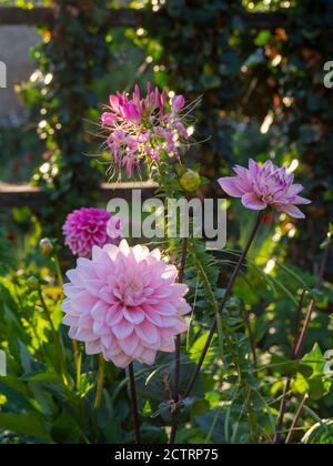 Dahlia 'Karma Prospero' und Dahlia 'Sandra' mit hinterleuchteten Kleome und Ivy Spalier bei.Chenies Manor Garden Mitte September 2020. Stockfoto