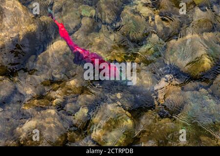 Sockeye Salmon, Oncorhynchus nerka, auf ihren Schotterlaichplätzen im Cle Elum River, Okanogan-Wenatchee National Forest, Washington State, USA Stockfoto