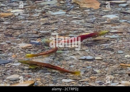 Sockeye Salmon, Oncorhynchus nerka, auf ihren Schotterlaichplätzen im Cle Elum River, Okanogan-Wenatchee National Forest, Washington State, USA Stockfoto