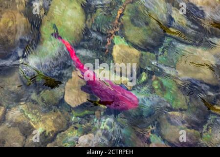 Sockeye Salmon, Oncorhynchus nerka, auf ihren Schotterlaichplätzen im Cle Elum River, Okanogan-Wenatchee National Forest, Washington State, USA Stockfoto