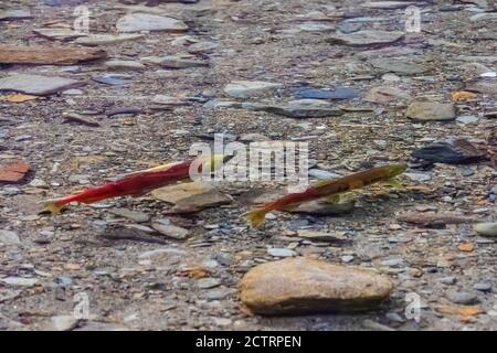 Sockeye Salmon, Oncorhynchus nerka, auf ihren Schotterlaichplätzen im Cle Elum River, Okanogan-Wenatchee National Forest, Washington State, USA Stockfoto