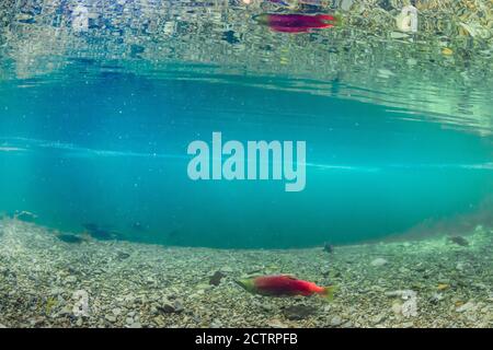 Sockeye Salmon, Oncorhynchus nerka, auf ihren Schotterlaichplätzen im Cooper River, Okanogan-Wenatchee National Forest, Washington State, USA Stockfoto