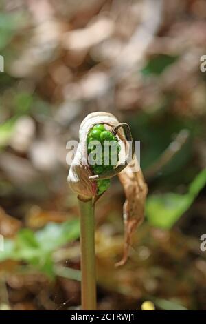 Wilde giftige Blume arum creticum araceae Familie kreta Insel hoch Hochwertiger Druck Stockfoto