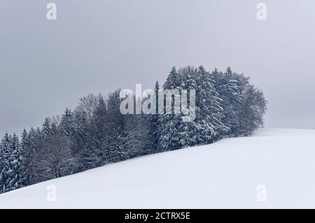 Verschneiten Wald bei Onstmettingen auf den Schwäbischen Alpen, Zollernalb, Baden-Württemberg, Deutschland Stockfoto