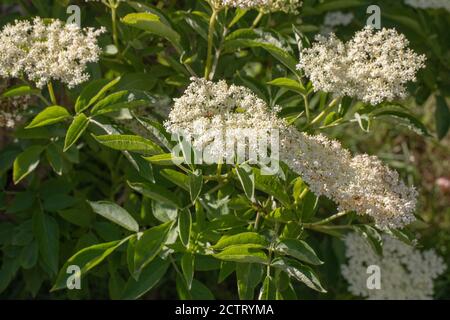 Elder (Sambucus nigra). Die zahlreichen weißen Blüten bilden einen flachen Kopf, mit einem schweren süßen Duft. Sammlerstück für Wein, oder Blume, Getränk machen. Stockfoto