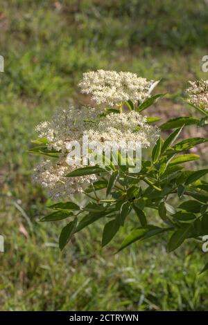 Elder (Sambucus nigra). Die zahlreichen weißen Blüten bilden einen flachen Kopf, mit einem schweren süßen Duft. Sammlerstück für Wein, oder Blume, Getränk machen. Stockfoto