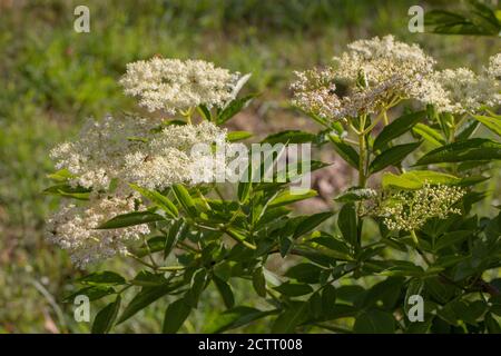 Elder (Sambucus nigra). Die zahlreichen weißen Blüten bilden einen flachen Kopf, mit einem schweren süßen Duft. Sammlerstück für Wein, oder Blume, Getränk machen. Stockfoto