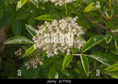 Holunder Baum (Sambucus nigra), Zweig mit Rispen von weißen Blüten in verschiedenen Stadien der Öffnung. Schwebfliegen auf der Suche nach Nektar. Stockfoto