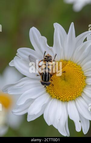 Ochsenauge-Gänseblümchen (Leucanthemum vulgare). Marguerite, Mondblumen oder Hundedaisy. Hoverfly, Syrphida.sp. Mimische Warnung, aposmatisch, Markierungen von Wespe Vespula .. Stockfoto