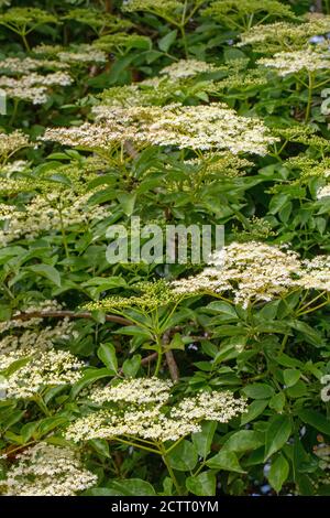 Elder (Sambucus nigra). Die zahlreichen weißen Blüten bilden einen flachen Kopf, mit einem schweren süßen Duft. Sammlerstück für Wein, oder Blume, Getränk machen. Stockfoto