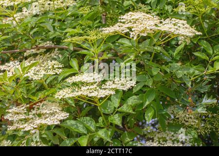 Elder (Sambucus nigra). Die zahlreichen weißen Blüten bilden einen flachen Kopf, mit einem schweren süßen Duft. Sammlerstück für Wein, oder Blume, Getränk machen. Stockfoto