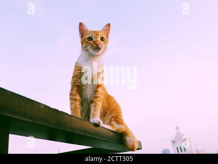 Nette gelbe Katze an der Wand außerhalb des Hauses mit Emotion Gesicht liegen und freuen uns unter blauem Himmel, schöne Haustier Spaß am Morgen Stockfoto