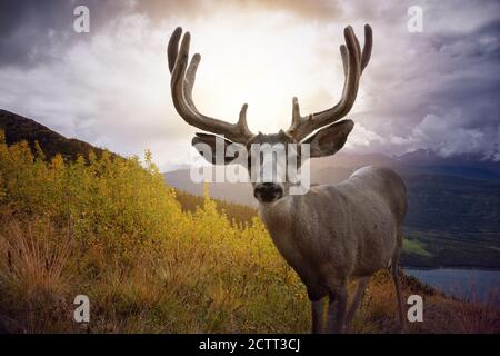 Ein männlicher Hirsch in der kanadischen Natur Stockfoto