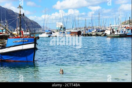 Robben schwimmen von der Anlegestelle in Hout Bay, Kapstadt, Südafrika. Stockfoto