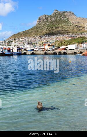Robben schwimmen von der Anlegestelle in Hout Bay, Kapstadt, Südafrika. Stockfoto