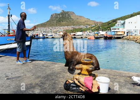 Fütterung einer hübschen Robbe am Kai von Hout Bay in Kapstadt. Stockfoto