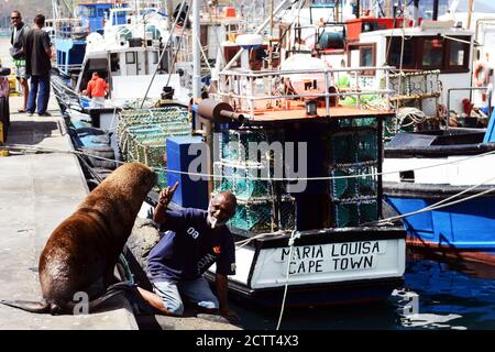 Touristen genießen die Gesellschaft einer schönen Dichtung am Kai von Hout Bay in Kapstadt. Stockfoto