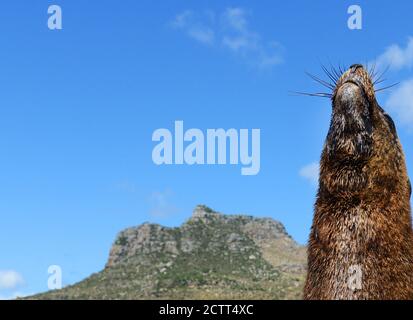 Touristen genießen die Gesellschaft einer schönen Dichtung am Kai von Hout Bay in Kapstadt. Stockfoto