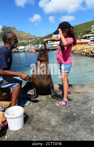 Touristen genießen die Gesellschaft einer schönen Dichtung am Kai von Hout Bay in Kapstadt. Stockfoto