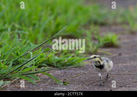 Ein junger japanischer Wagtail (Motacilla alba lugens), eine Unterart weißer Wagtail, in einem Park in Kanagawa, Japan. Stockfoto