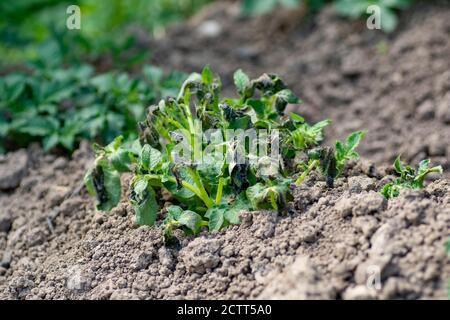 Kartoffelpflanzen durch den Frost beschädigt .Frühe Kartoffelpflanzen zeigen Anzeichen von Frost Schäden an den Blättern. Die Blätter der Kartoffeln vom Frost gebissen. Stockfoto