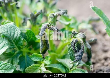 Kartoffelpflanzen durch den Frost beschädigt .Frühe Kartoffelpflanzen zeigen Anzeichen von Frost Schäden an den Blättern. Die Blätter der Kartoffeln vom Frost gebissen. Stockfoto