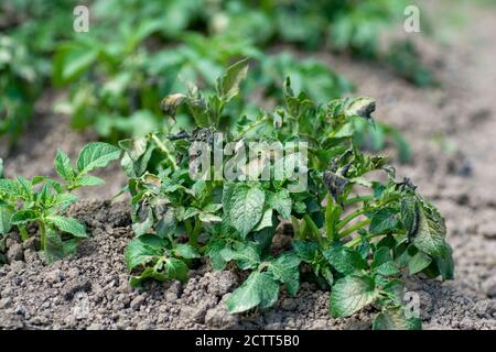 Kartoffelpflanzen durch den Frost beschädigt .Frühe Kartoffelpflanzen zeigen Anzeichen von Frost Schäden an den Blättern. Die Blätter der Kartoffeln vom Frost gebissen. Stockfoto