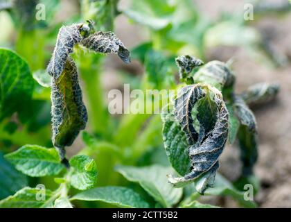 Kartoffelpflanzen durch den Frost beschädigt .Frühe Kartoffelpflanzen zeigen Anzeichen von Frost Schäden an den Blättern. Die Blätter der Kartoffeln vom Frost gebissen. Stockfoto