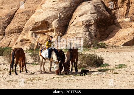 Petra, Jordanien, 04/02/2010: Bild eines beduinenjungen und vier Pferde. Der Teenager reitet auf einem der Pferde und zieht die anderen drei mit Ketten Stockfoto