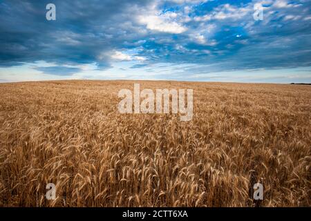 USA, South Dakota, Erntefeld im Sommer Stockfoto