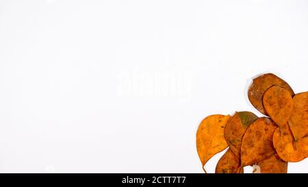 Verschiedene Schattierungen von orange getrockneten tropischen Blättern auf weißem Hintergrund Stockfoto