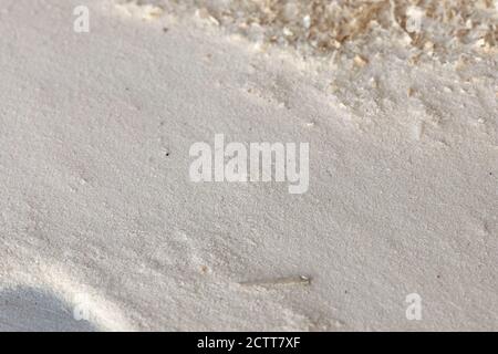 Holz Sägemehl Textur Hintergrund nach der Produktion von Holz auf Sägewerk. Draufsicht Stockfoto