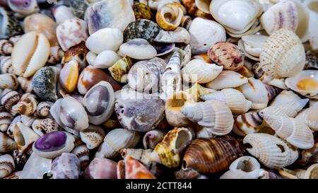 Bunte kleine Muschelschalen Rahmen Rand Stockfoto