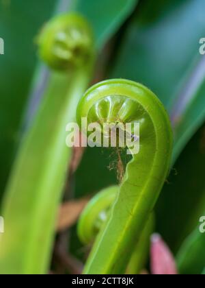 Grüne Blätter farnen spiralförmig, entfalten sich, während sie wachsen Stockfoto