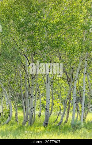 USA, Idaho, Sun Valley, Aspen Bäume wachsen im Wald Stockfoto
