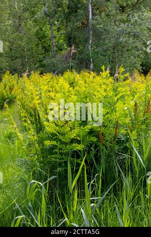 Royal Fern (Osmunda regalis). Frühjahr auftauchende Wachstum der neuen Wedden. Wächst in einem gerodeten Waldgebiet von Calthorpe Broad NNR, SSSI. Norfolk. Stockfoto