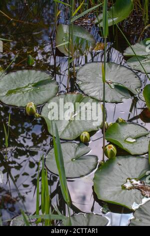 Weiße Seerosenblätter und Blütenknospen (Nymphaea alba). Frühling, am frühen Morgen, Blütenknospen beginnen sich zu öffnen. Schwimmend auf der Wasseroberfläche eines frischen Stockfoto