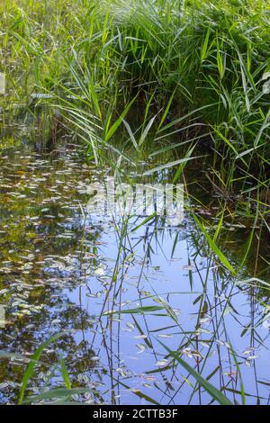 Amphibienbistort (Polygonum amphibium) Blätter, auf der stille Wasseroberfläche, umgeben von auftauchenden Schilf (Phragmites sp.), Reflexionen von noch fre Stockfoto