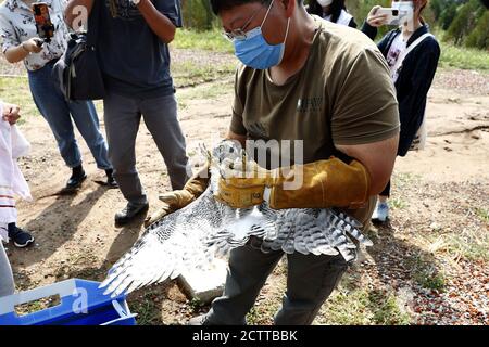 Peking, China. September 2020. Ein Habicht, zwei Turmfalken und zwei Falco-Subbuteos werden am 24. September 2020 in Peking wieder gesund und kehren zur Natur zurück.(Foto: TPG/cnsphotos) Quelle: TopPhoto/Alamy Live News Stockfoto