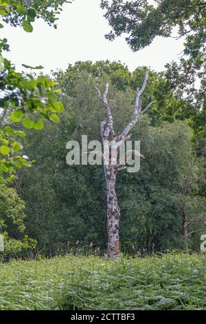 BAUMARTENFOLGE. Erle (Alnus glutinosa, Laub links, Kalbsbirke (Betula pubescens), Mitte, tot, jüngere lebende Exemplare darunter, Eiche Stockfoto