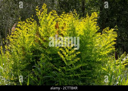 Royal Fern (Osmunda regalis). Frühjahr auftauchende Wachstum der neuen Wedden. Wächst in einem gerodeten Waldgebiet von Calthorpe Broad NNR, SSSI. Norfolk. Stockfoto