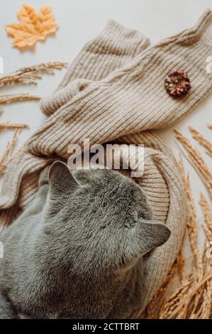 Graue Kurzhaar Katzenohren auf kuscheligem beigefarbenem Strickpullover, trockenen Blüten und Herbstblatt, selektiver Fokus, Draufsicht Stockfoto