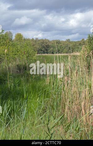 Feuchtgebiet Pflanze, Vegetation, Nachfolge. Calthorpe Broad, NNR, Norfolk. Verbleibendes offenes Wasser, maskiert durch Expanding Reed (Phragmites sp. ) Betten, Sedges, r Stockfoto