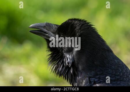 Magnificient Jet black Raven, Corvus corax, mit starkem Schnabel leicht offen vor grünem Hintergrund Stockfoto