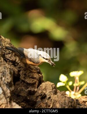 Hungry Nuthatch, Sitta europaea, mit Sonnenblumen Samen auf Baumstamm gesetzt Stockfoto