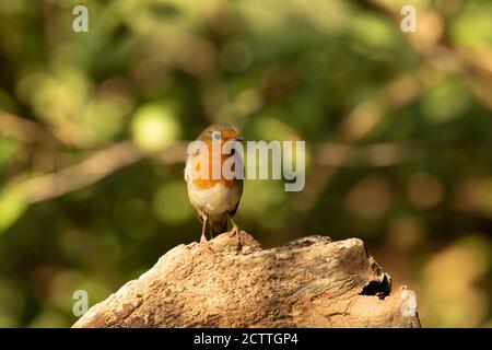 Heiter Robin Rotbrust, Erithacus rubecula, auf Baumstumpf mit Bokeh Hintergrund thront Stockfoto