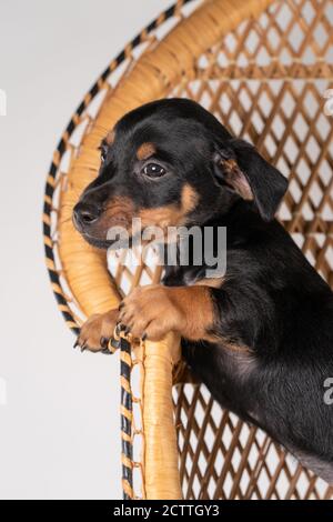 Ein Porträt eines niedlichen Jack Russel Terrier Welpen, auf Hinterbeinen auf einem Rattan Stuhl, Teil des Körpers stehen Stockfoto