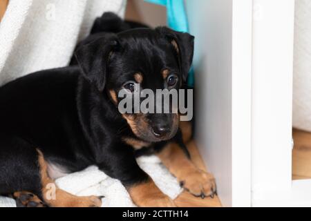 Niedlich zwei Monate alt Jack Russel Terrier Puppen schlafen. Kleine entzückende Doggys, die auf einer Decke ruhen. Nahaufnahme Stockfoto