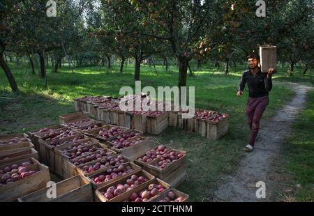 Srinagar, indisch kontrolliertes Kaschmir. September 2020. Ein Landwirt trägt eine Holzkiste mit frisch geernteten Äpfeln in einem Obstgarten in einem Dorf in Anantnag Bezirk, etwa 75 km südlich von Srinagar Stadt, der Sommerhauptstadt des indischen kontrollierten Kaschmir, September 24, 2020. Quelle: Javed Dar/Xinhua/Alamy Live News Stockfoto