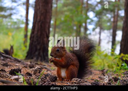 Ein rotes Eichhörnchen, das Nüsse isst, und ein weiteres Eichhörnchen, das dabei zuschaut Der Hintergrund Stockfoto